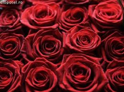 BB - trandafiri rosii