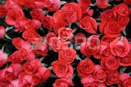 MM - trandafiri rosii