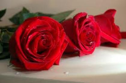 RR - trandafiri rosii