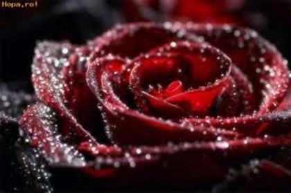 WWW - trandafiri rosii