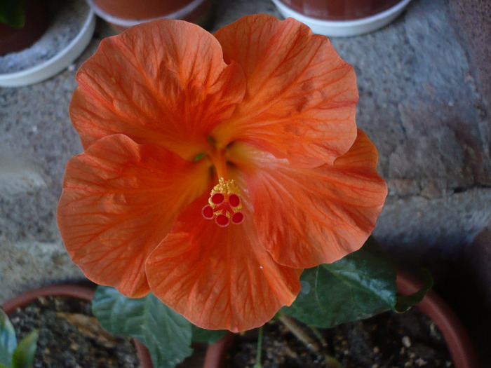 21.06.2011 - HIBISCUSI 2011-1