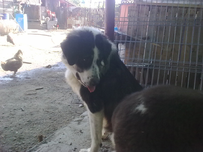 URSU - CIOBANESTI  DE BUCOVINA