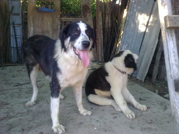 Picture 335 - CIOBANESTI  DE BUCOVINA