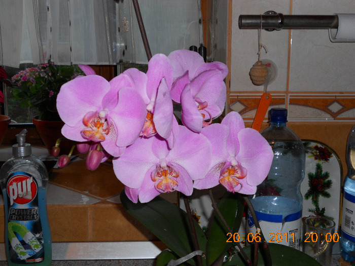 reinflorita - orchidee