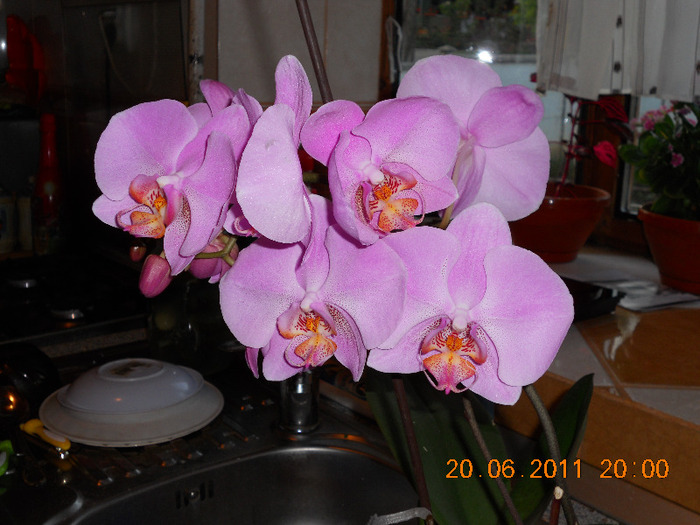 DSCN1731 - orchidee