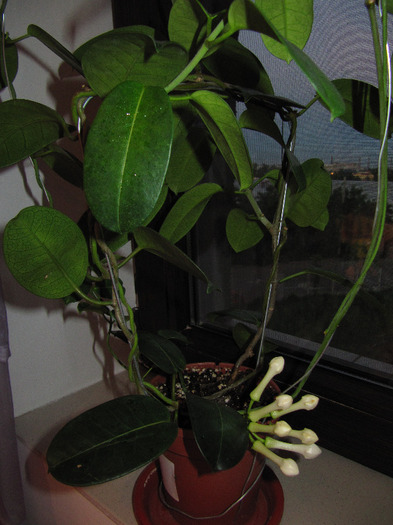 IMG_5986 - stephanotis