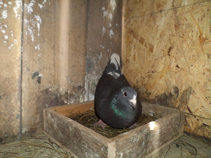 COADA ALBA 2010 A MURIT DE PARAMIXOVIROZA - Porumbei Voiajori 2011