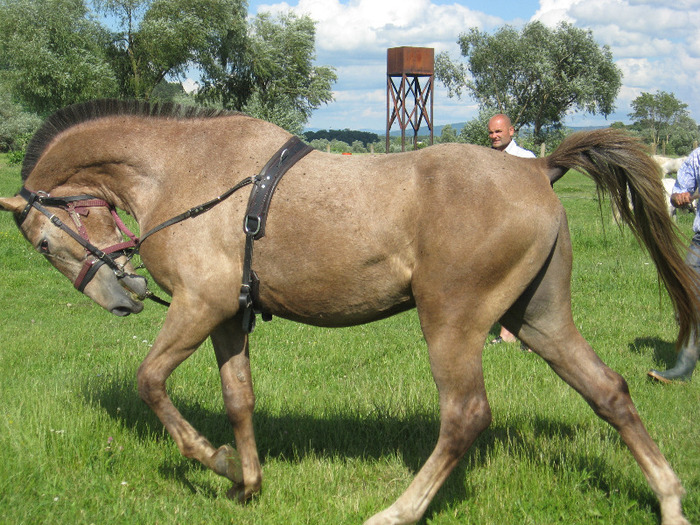 ARMASAR LIPITAN