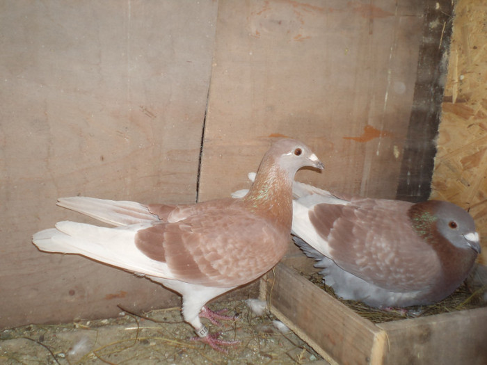 Trestiu 2009 Trestie 2010 FRC - Porumbei Voiajori 2011