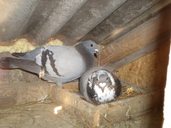 Pag 2010 Albastra 2010 FEMELA AMURIT DE PARAMIXOVIROZA - Porumbei Voiajori 2011