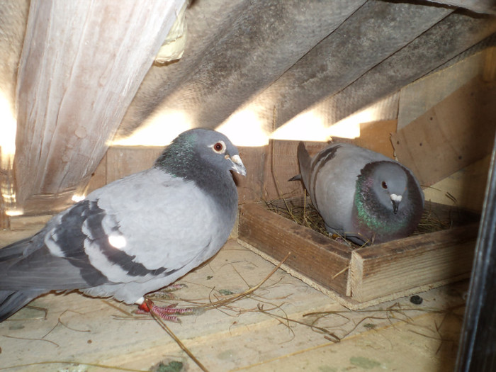 Mosu 2003 si albastra 2009 CARE DIN PACATE AU MURIT DE PARAMIXOVIROZA - Porumbei Voiajori 2011