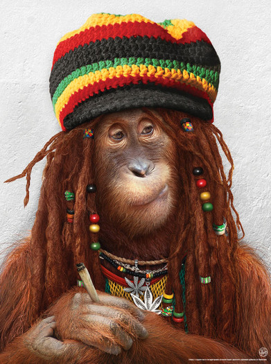 Jamaican Monkey