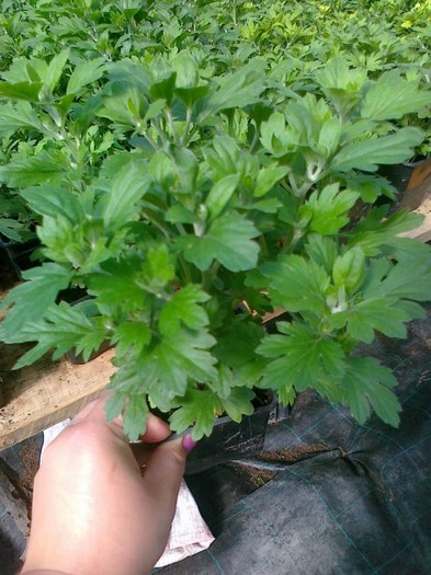 20110612486 - chrysantemum