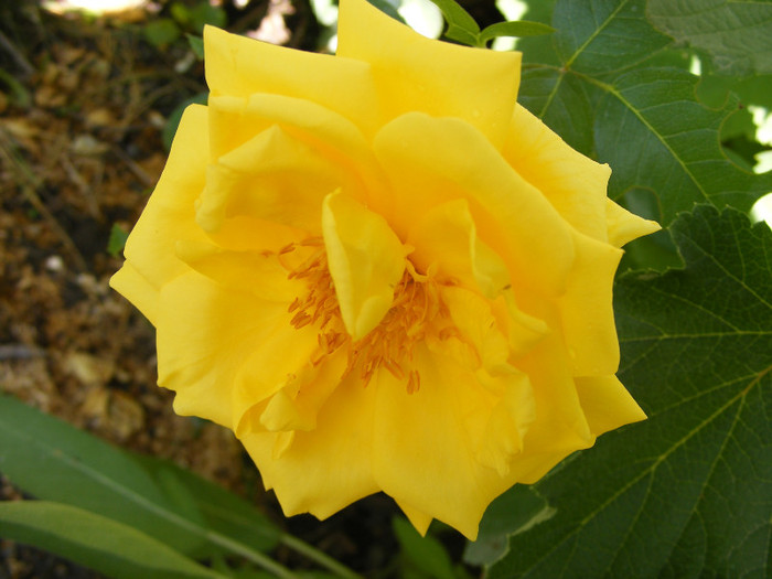 Golden Perfume; Floribunda,floare medie,parfum mediu(3-4 din 5 puncte)h0,7-0,9m
