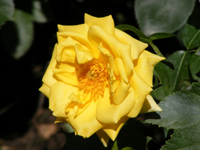 Golden Perfume; Floribunda,floare medie,parfum mediu(3-4 din 5 puncte)h0,7-0,9m
