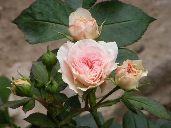 Mariatheresia; Floribunda,parfum usor(1-2 din 5 puncte),flori duble,h0,7-0,9m
