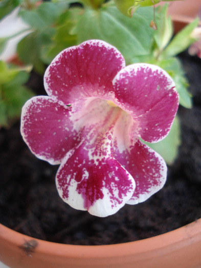 Mimulus_Monkey Flower (2011, Jun.18)