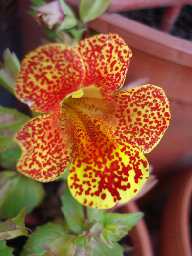 Mimulus_Monkey Flower (2011, Jun.22)