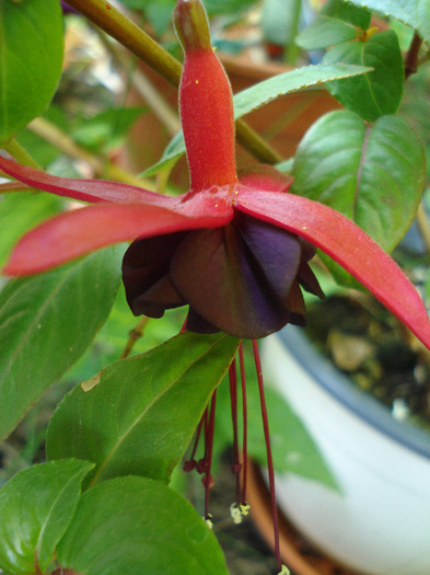 Fuchsia Red Purple (2011, June 19) - Fuchsia Red Purple