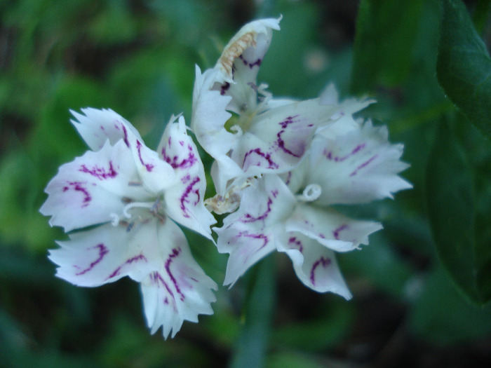 Dianthus chinensis (2011, June 22)