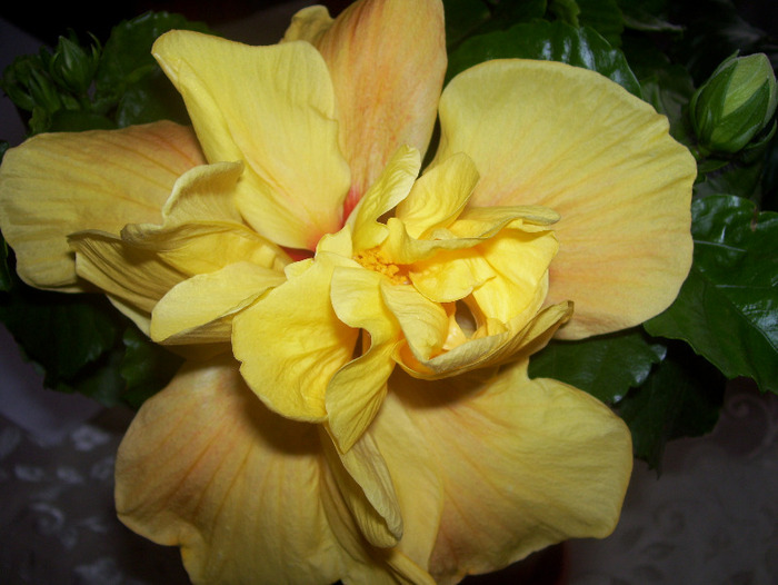 Picture 113 - hibiscus