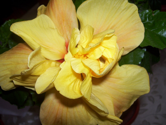 Picture 114 - hibiscus