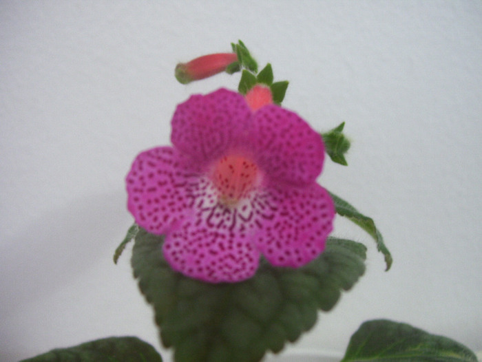 Sunshine(pierduta) - kohleria 2011