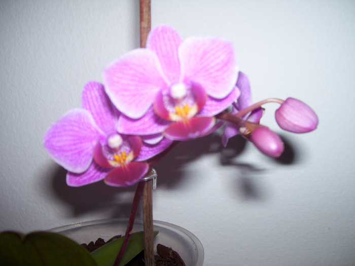 Keiki plantat in 14 02 2011 - orhidee