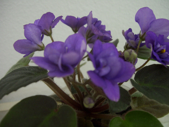 Picture 129 - violete 2011