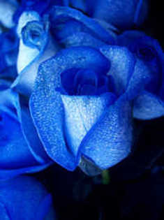 -trandafirul-albastru - albastrii trandafiri