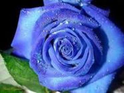 trandafirul pacii - albastrii trandafiri