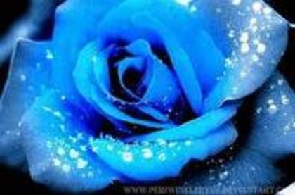 trandafirul - albastrii trandafiri