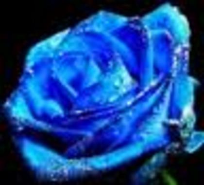 trandafirul albastrui
