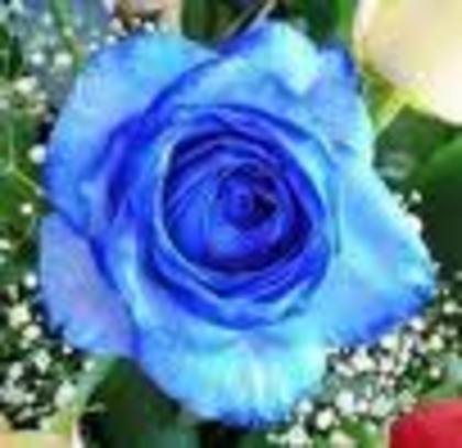 imagesCAR8JIG9 - albastrii trandafiri