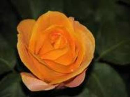 trandafirul geloziei; orice trandafir e frumos dar poate avea ghimpi dar in cel mai rau caz la cei galben,galben-portocali
