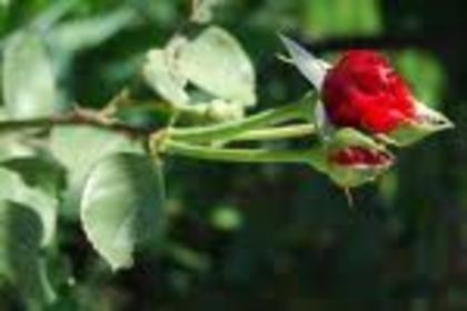 imagesCAXITIVU - albastrii trandafiri