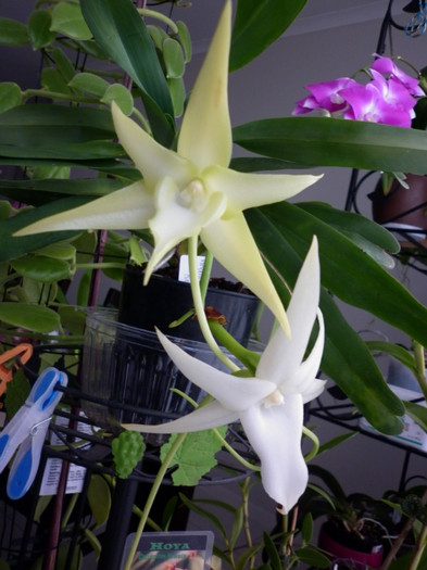 22.06.11 - Angraecum sesquipedale