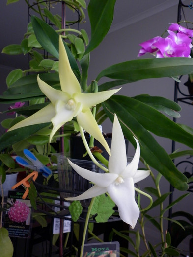 22.06.11 - Angraecum sesquipedale