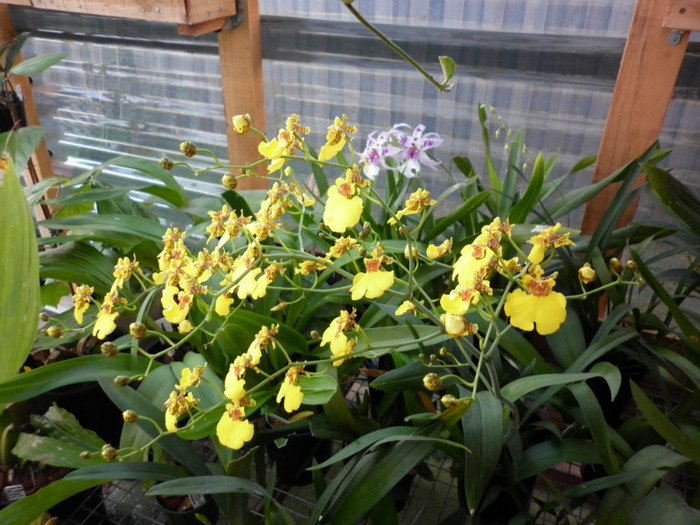 22.06.11 - Oncidium Dancing Lady