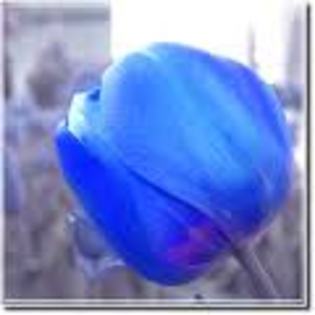 laleaua albastra - albastrii trandafiri