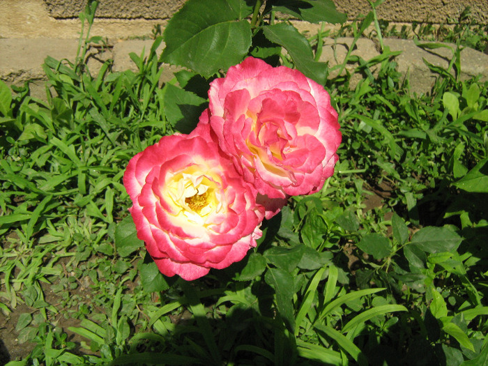 floricele iunie 2011 059 - Trandafiri 2011