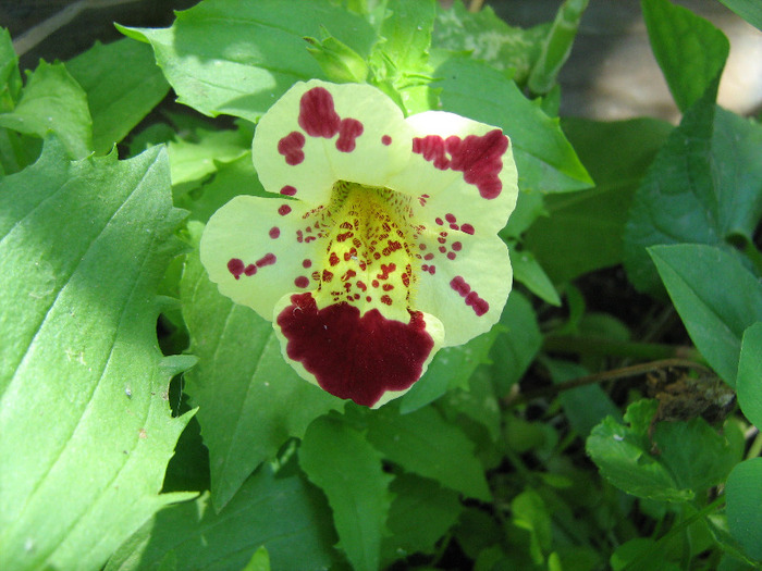 floricele iunie 2011 060 - Mimulus 2011