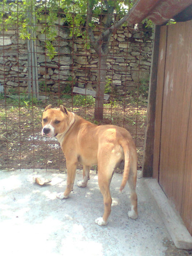 dyas - amstaff DYAS