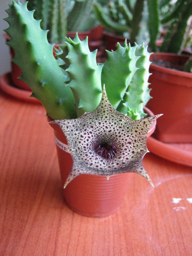 Huernia campanulata (1) - Asclepiadaceae