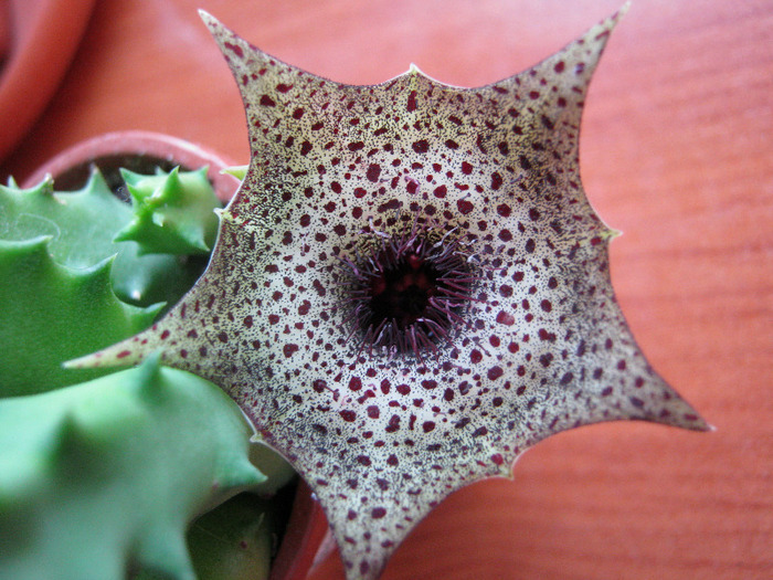 Huernia campanulata (8)