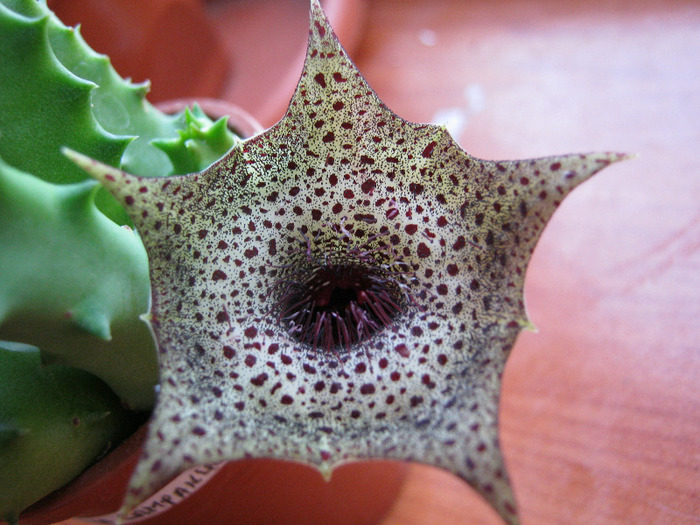 Huernia campanulata (10)