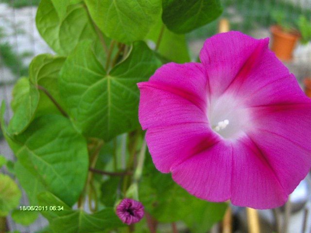 petunii; din seminte...
