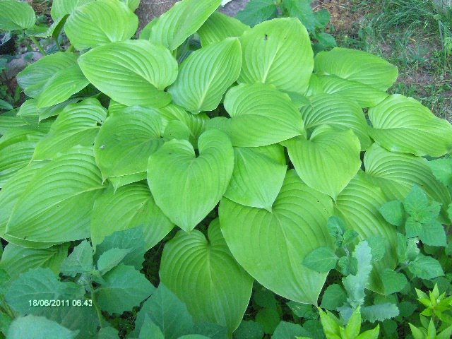 hosta