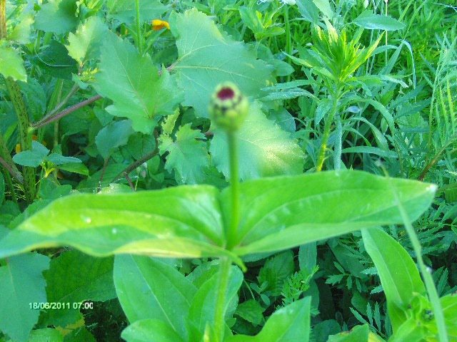 carciumareasa - 06_IUNIE