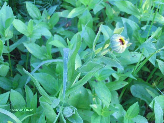 galbenele - 06_IUNIE